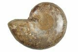 Jurassic Cut & Polished Ammonite Fossil (Half) - Madagascar #289322-1
